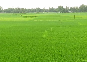 রৌমারীতে দিগন্তজুড়ে রোপা আমন ফসলের চাষ। 