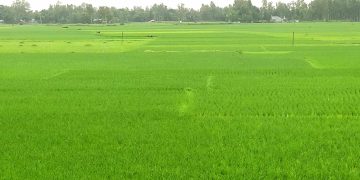 রৌমারীতে দিগন্তজুড়ে রোপা আমন ফসলের চাষ। 