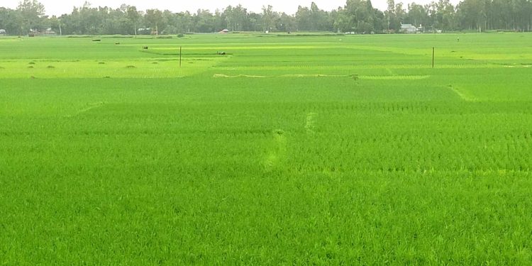 রৌমারীতে দিগন্তজুড়ে রোপা আমন ফসলের চাষ।