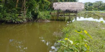 বাগেরহাটের রামপালে কৃষকের জমি অবৈধভাবে দখলের অভিযোগ।