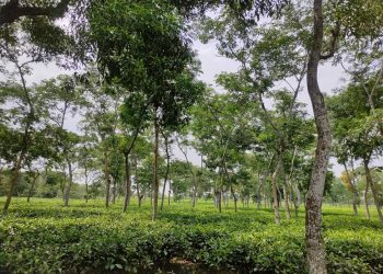 উৎপাদন খরচ বৃদ্বিতে চা বাগান মালিকপক্ষ দিশেহারা।