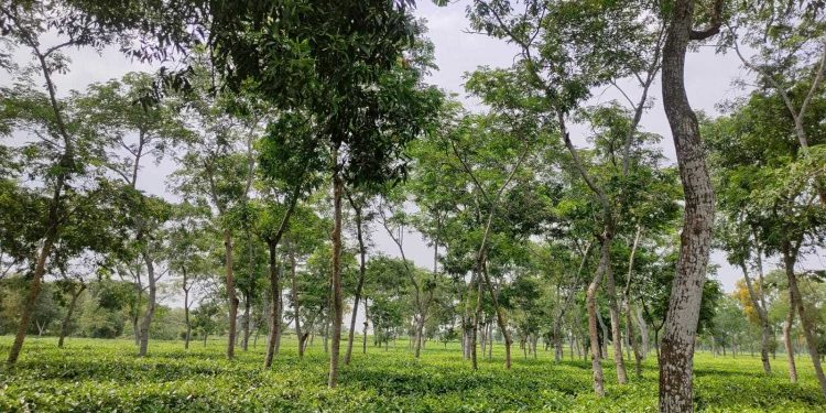 উৎপাদন খরচ বৃদ্বিতে চা বাগান মালিকপক্ষ দিশেহারা।