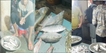 মাদারগঞ্জে নিষেধাজ্ঞা অমান্য করেই বালিজুড়ী বাজারে চলছে ইলিশ মাছ বিক্রি।