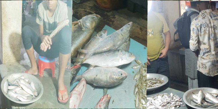 মাদারগঞ্জে নিষেধাজ্ঞা অমান্য করেই বালিজুড়ী বাজারে চলছে ইলিশ মাছ বিক্রি।