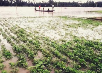 কয়েক দিনের টানাবৃষ্টি ও পাহাড়ী ঢলে নিম্নাঞ্চল প্লাবিত ।