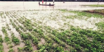 কয়েক দিনের টানাবৃষ্টি ও পাহাড়ী ঢলে নিম্নাঞ্চল প্লাবিত ।