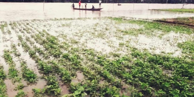 কয়েক দিনের টানাবৃষ্টি ও পাহাড়ী ঢলে নিম্নাঞ্চল প্লাবিত ।