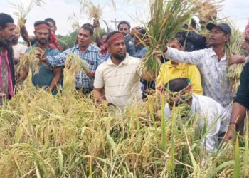 বাগেরহাটের মোংলায় গরীব কৃষকের ধান কেটে ঘরে তুলে দিচ্ছে কৃষিবিদ মোঃ শামীমুর রহমান সামীম।