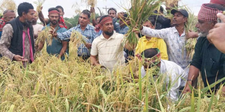 বাগেরহাটের মোংলায় গরীব কৃষকের ধান কেটে ঘরে তুলে দিচ্ছে কৃষিবিদ মোঃ শামীমুর রহমান সামীম।