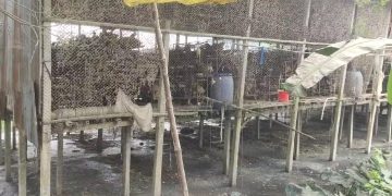 ধামরাইয়ে পোল্ট্রি ফার্মের কারনে জনজীবন হুমকির মুখে।