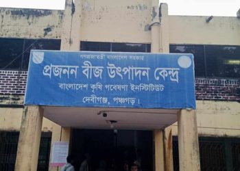 দেবীগঞ্জ বীজ উৎপাদন কেন্দ্র, শ্রমিক সংকটে আলু বীজ উৎপাদন হুমকির মুখে।