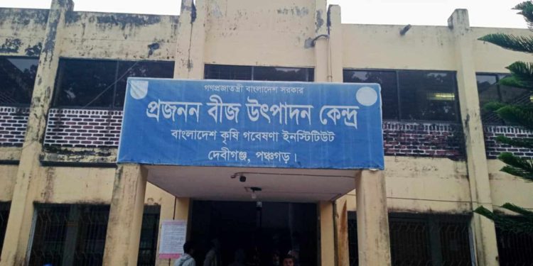 দেবীগঞ্জ বীজ উৎপাদন কেন্দ্র, শ্রমিক সংকটে আলু বীজ উৎপাদন হুমকির মুখে।