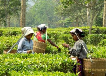 কাজে ফিরলেন ১৫ হাজার চা শ্রমিক।