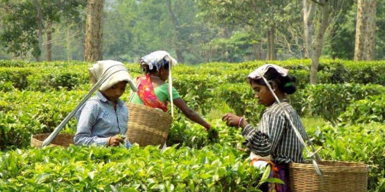 কাজে ফিরলেন ১৫ হাজার চা শ্রমিক।