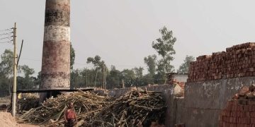 কালিহাতীতে ইটভাটায় পুড়ছে বনের কাঠ,নজরদারী নেই প্রশাসনের।