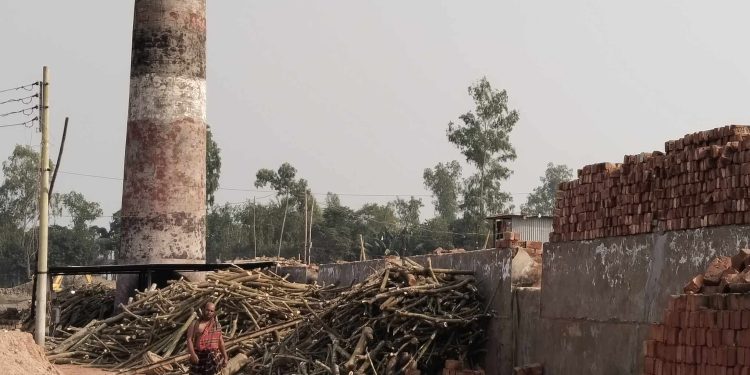 কালিহাতীতে ইটভাটায় পুড়ছে বনের কাঠ,নজরদারী নেই প্রশাসনের।