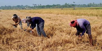 রামপালে আমনের বাম্পার ফলন কৃষকের মুখে হাসি।