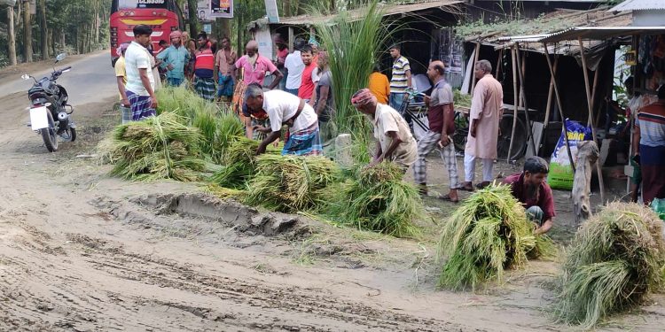 ঘাস বিক্রি করে জীবিকা নির্বাহ।
