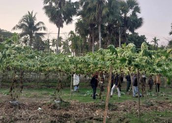 বাগেরহাটের মোরেলগঞ্জে ৩শ’ ফলন্ত লাউ ও মিষ্টি কুমড়া গাছ কর্তন।