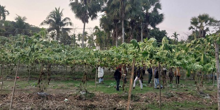 বাগেরহাটের মোরেলগঞ্জে ৩শ’ ফলন্ত লাউ ও মিষ্টি কুমড়া গাছ কর্তন।