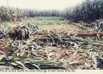 আলগারচর সীমান্তে বন্যহাতির তন্ডবে ব্যাপক ক্ষতি আতঙ্কে এলাকাবাসী।