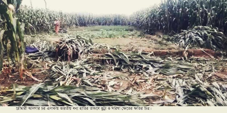 আলগারচর সীমান্তে বন্যহাতির তন্ডবে ব্যাপক ক্ষতি আতঙ্কে এলাকাবাসী।