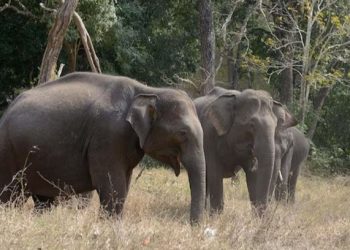 অন্ধ্রপ্রদেশে মন্দিরে যাওয়ার পথে হাতির হামলায় ৩ জন নিহত।