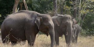 অন্ধ্রপ্রদেশে মন্দিরে যাওয়ার পথে হাতির হামলায় ৩ জন নিহত।