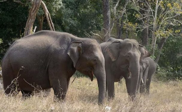 অন্ধ্রপ্রদেশে মন্দিরে যাওয়ার পথে হাতির হামলায় ৩ জন নিহত।