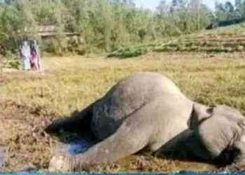 লামায় বন্য হাতি হত্যা,৪ জনের বিরুদ্ধে গ্রেপ্তারি পরোয়ানা।