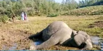 লামায় বন্য হাতি হত্যা,৪ জনের বিরুদ্ধে গ্রেপ্তারি পরোয়ানা।