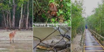 সুন্দরবনে ফের আবারও মাথাচাড়া দিয়েছে বন দস্যুরা।