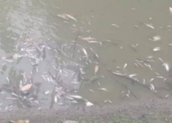 যুবকের শখের মাছ চাষ, রাতের আঁধারে দুর্বৃত্তদের বিষ প্রয়োগ।