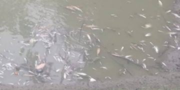 যুবকের শখের মাছ চাষ, রাতের আঁধারে দুর্বৃত্তদের বিষ প্রয়োগ।