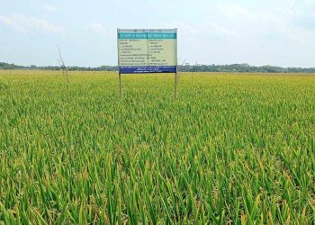বোরো আবাদে বাম্পার ফলন রামপালে চাল উৎপাদনে সয়ংসম্পূর্ণার দারপ্রান্তে।