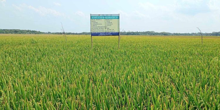 বোরো আবাদে বাম্পার ফলন রামপালে চাল উৎপাদনে সয়ংসম্পূর্ণার দারপ্রান্তে।