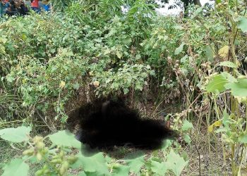 শেরপুরে করতোয়া নদীর ধারে অর্ধগলিত লাশ উদ্ধার, মুখ ঝলসানো।