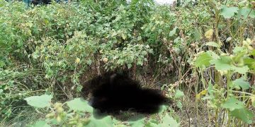 শেরপুরে করতোয়া নদীর ধারে অর্ধগলিত লাশ উদ্ধার, মুখ ঝলসানো।