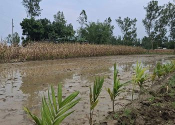 রৌমারীতে ফসলী জমি দখলের চেষ্টা মারধরে আহত এক নারী।
