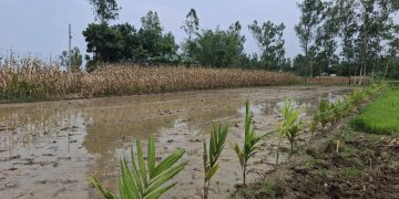 রৌমারীতে ফসলী জমি দখলের চেষ্টা মারধরে আহত এক নারী।
