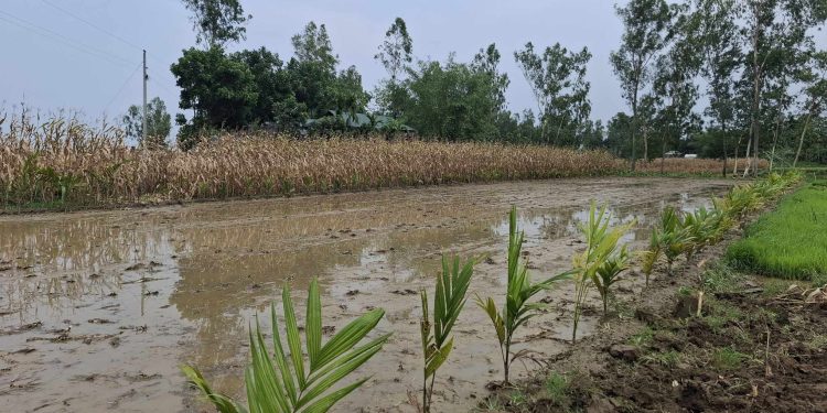 রৌমারীতে ফসলী জমি দখলের চেষ্টা মারধরে আহত এক নারী।