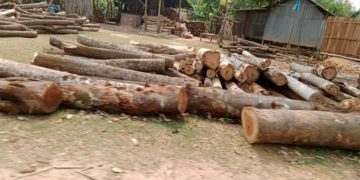 টাঙ্গাইলে ৪৭৬টি অবৈধ করাত কল উজার করছে শাল গজারি।