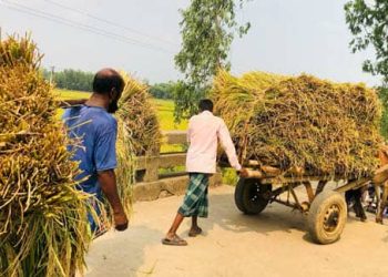ঘাটাইলে ঘোড়ার গাড়িতে করে ধান বহন।