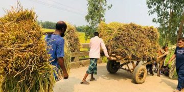 ঘাটাইলে ঘোড়ার গাড়িতে করে ধান বহন।
