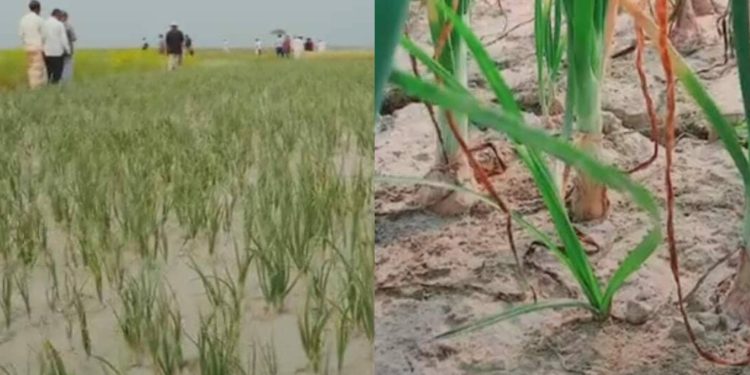 টাঙ্গাইলে যমুনার চরাঞ্চলে পিয়াজের বাম্পার ফলন।