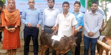 জামালপুরের মাদারগঞ্জে জেলেদের মাঝে বকনা বাছুর বিতরণ।