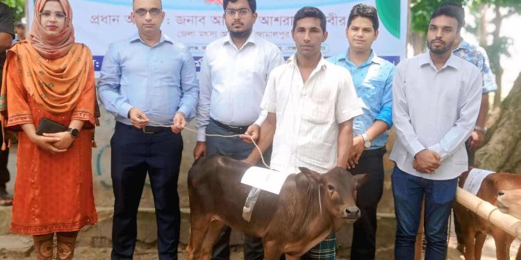 জামালপুরের মাদারগঞ্জে জেলেদের মাঝে বকনা বাছুর বিতরণ।