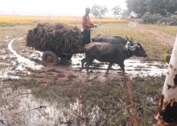 হাওর অঞ্চলে পাহাড়ি ঢলে বোরোধান প্লাবিত হওয়ায় কৃষকেরা দিশেহারা।