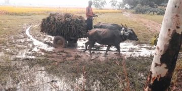 হাওর অঞ্চলে পাহাড়ি ঢলে বোরোধান প্লাবিত হওয়ায় কৃষকেরা দিশেহারা।