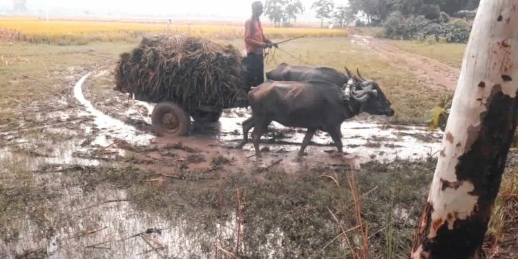 হাওর অঞ্চলে পাহাড়ি ঢলে বোরোধান প্লাবিত হওয়ায় কৃষকেরা দিশেহারা।